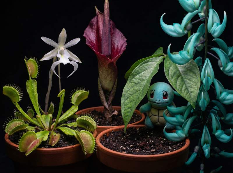 糖心植物视频-糖心植物视频：全球稀有植物视频大赏